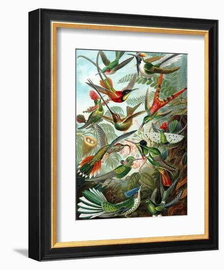 Example from the Family Trochilidae, 'Kunstformen Der Natur', 1899-Ernst Haeckel-Framed Giclee Print