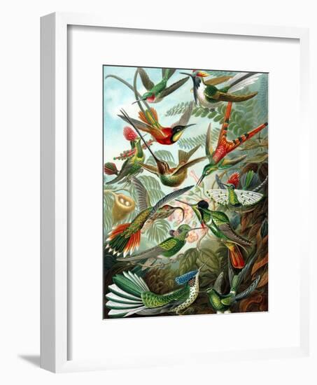 Example from the Family Trochilidae, 'Kunstformen Der Natur', 1899-Ernst Haeckel-Framed Giclee Print