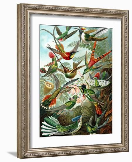 Example from the Family Trochilidae, 'Kunstformen Der Natur', 1899-Ernst Haeckel-Framed Giclee Print