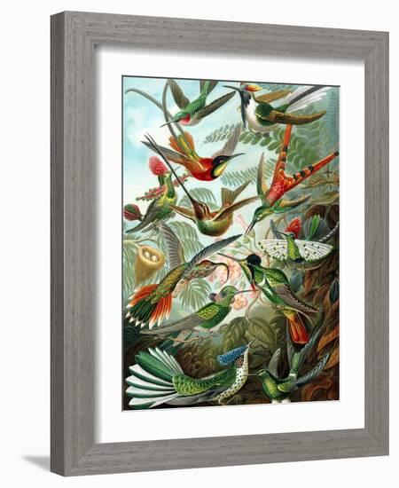 Example from the Family Trochilidae, 'Kunstformen Der Natur', 1899-Ernst Haeckel-Framed Giclee Print