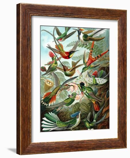 Example from the Family Trochilidae, 'Kunstformen Der Natur', 1899-Ernst Haeckel-Framed Giclee Print