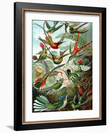 Example from the Family Trochilidae, 'Kunstformen Der Natur', 1899-Ernst Haeckel-Framed Giclee Print