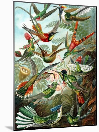 Example from the Family Trochilidae, 'Kunstformen Der Natur', 1899-Ernst Haeckel-Mounted Giclee Print