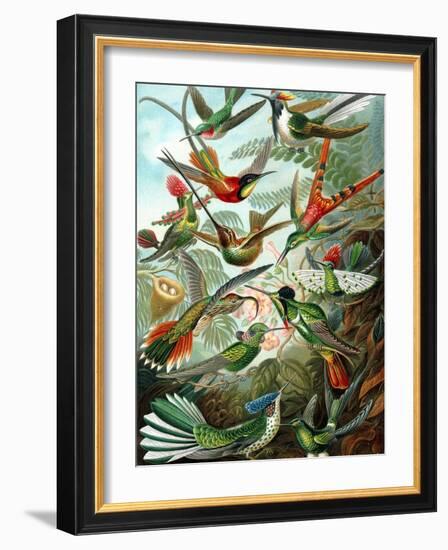 Example from the Family Trochilidae, 'Kunstformen Der Natur', 1899-Ernst Haeckel-Framed Giclee Print