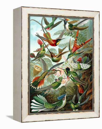 Example from the Family Trochilidae, 'Kunstformen Der Natur', 1899-Ernst Haeckel-Framed Premier Image Canvas