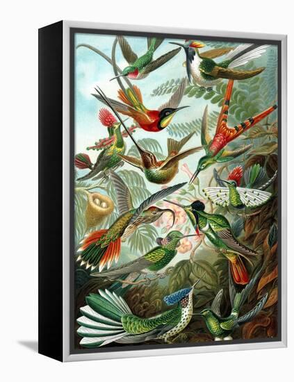 Example from the Family Trochilidae, 'Kunstformen Der Natur', 1899-Ernst Haeckel-Framed Premier Image Canvas