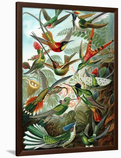 Example from the Family Trochilidae, 'Kunstformen Der Natur', 1899-Ernst Haeckel-Framed Giclee Print