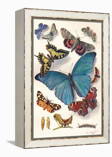 Example of Colour Block Illustration for Scientific Work, C1903-Louis Fairfax Muckley-Framed Premier Image Canvas