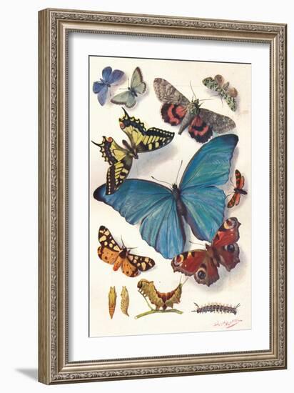 Example of Colour Block Illustration for Scientific Work, C1903-Louis Fairfax Muckley-Framed Giclee Print