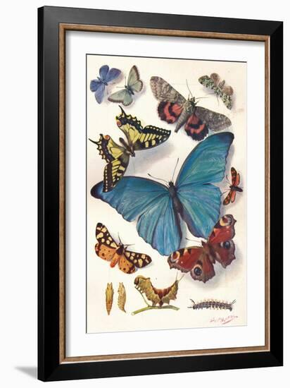 Example of Colour Block Illustration for Scientific Work, C1903-Louis Fairfax Muckley-Framed Giclee Print