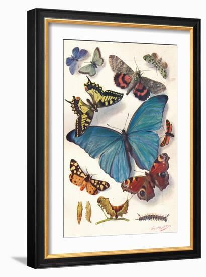 Example of Colour Block Illustration for Scientific Work, C1903-Louis Fairfax Muckley-Framed Giclee Print