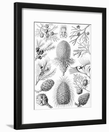 Examples of Coniferae from 'Kunstformen Der Natur', 1899-Ernst Haeckel-Framed Giclee Print