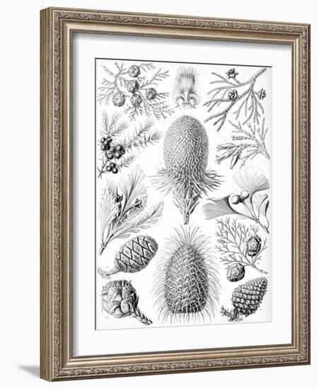 Examples of Coniferae from 'Kunstformen Der Natur', 1899-Ernst Haeckel-Framed Giclee Print