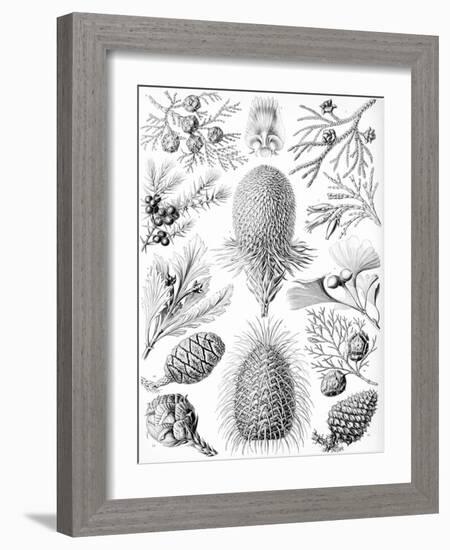 Examples of Coniferae from 'Kunstformen Der Natur', 1899-Ernst Haeckel-Framed Giclee Print