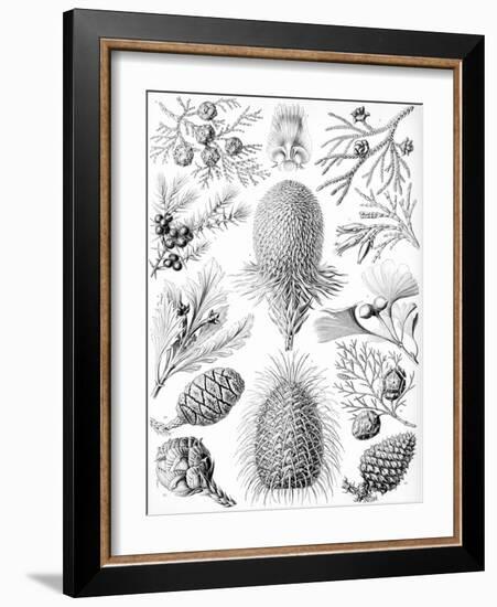 Examples of Coniferae from 'Kunstformen Der Natur', 1899-Ernst Haeckel-Framed Giclee Print