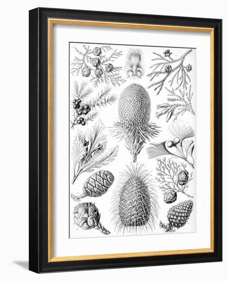 Examples of Coniferae from 'Kunstformen Der Natur', 1899-Ernst Haeckel-Framed Giclee Print