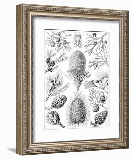 Examples of Coniferae from 'Kunstformen Der Natur', 1899-Ernst Haeckel-Framed Giclee Print