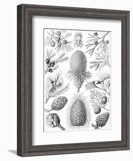 Examples of Coniferae from 'Kunstformen Der Natur', 1899-Ernst Haeckel-Framed Giclee Print