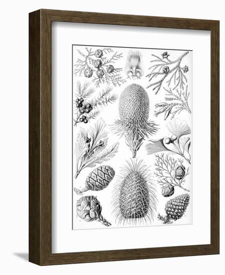 Examples of Coniferae from 'Kunstformen Der Natur', 1899-Ernst Haeckel-Framed Giclee Print