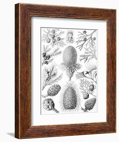 Examples of Coniferae from 'Kunstformen Der Natur', 1899-Ernst Haeckel-Framed Giclee Print