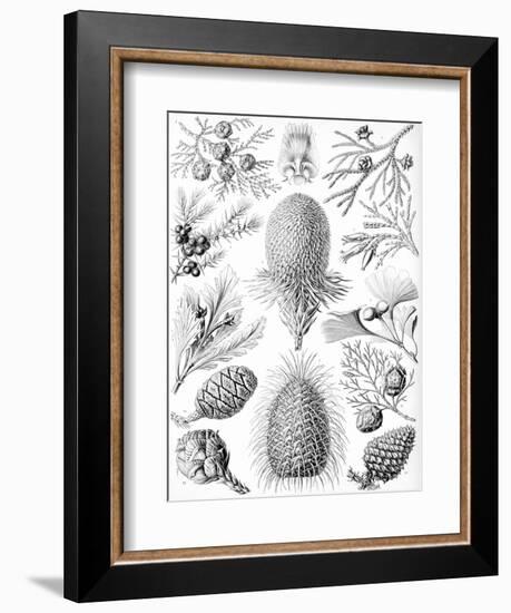 Examples of Coniferae from 'Kunstformen Der Natur', 1899-Ernst Haeckel-Framed Giclee Print