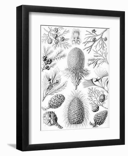 Examples of Coniferae from 'Kunstformen Der Natur', 1899-Ernst Haeckel-Framed Giclee Print