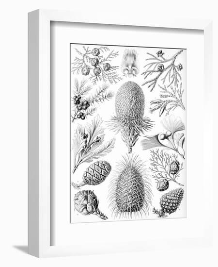 Examples of Coniferae from 'Kunstformen Der Natur', 1899-Ernst Haeckel-Framed Giclee Print