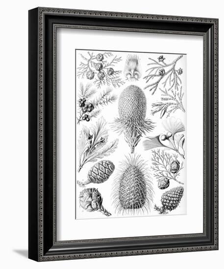 Examples of Coniferae from 'Kunstformen Der Natur', 1899-Ernst Haeckel-Framed Giclee Print