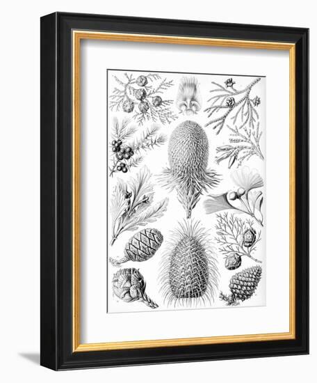 Examples of Coniferae from 'Kunstformen Der Natur', 1899-Ernst Haeckel-Framed Giclee Print