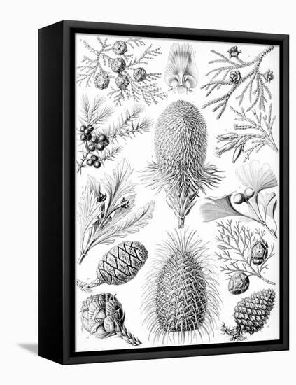 Examples of Coniferae from 'Kunstformen Der Natur', 1899-Ernst Haeckel-Framed Premier Image Canvas