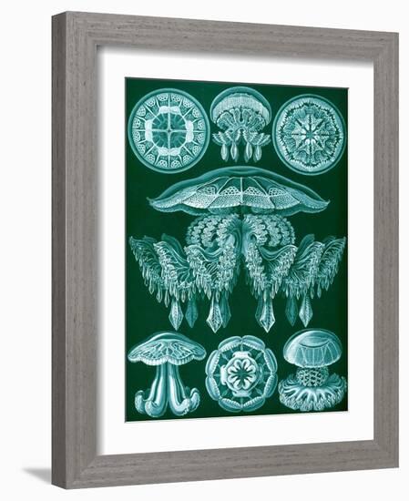 Examples of Discomedusae from 'Kunstformen Der Natur', 1899-Ernst Haeckel-Framed Giclee Print