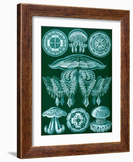 Examples of Discomedusae from 'Kunstformen Der Natur', 1899-Ernst Haeckel-Framed Giclee Print