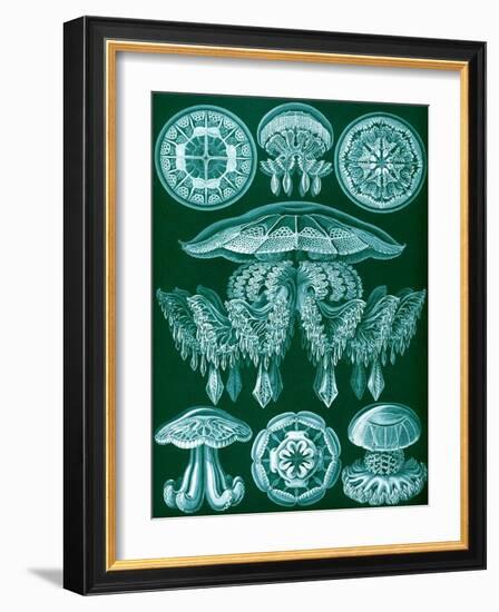 Examples of Discomedusae from 'Kunstformen Der Natur', 1899-Ernst Haeckel-Framed Giclee Print