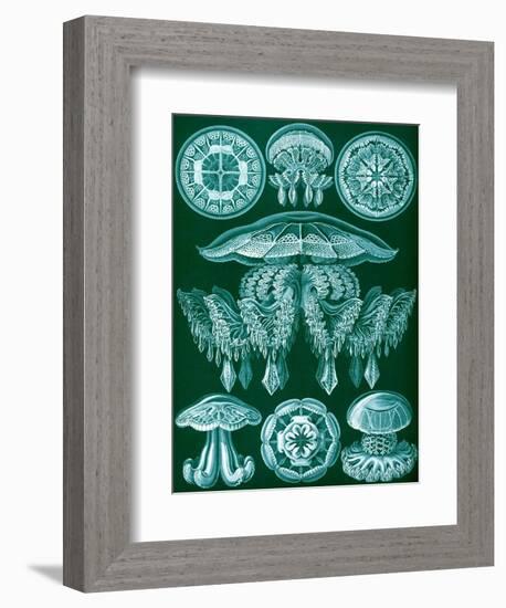 Examples of Discomedusae from 'Kunstformen Der Natur', 1899-Ernst Haeckel-Framed Giclee Print