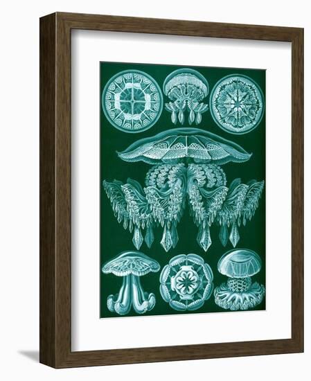 Examples of Discomedusae from 'Kunstformen Der Natur', 1899-Ernst Haeckel-Framed Giclee Print