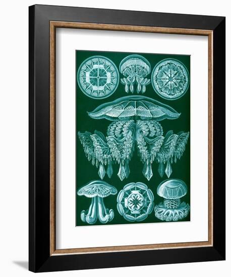 Examples of Discomedusae from 'Kunstformen Der Natur', 1899-Ernst Haeckel-Framed Giclee Print