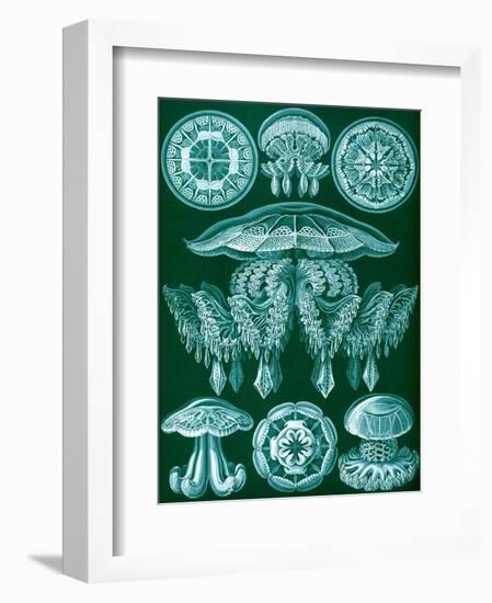 Examples of Discomedusae from 'Kunstformen Der Natur', 1899-Ernst Haeckel-Framed Giclee Print