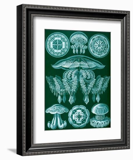 Examples of Discomedusae from 'Kunstformen Der Natur', 1899-Ernst Haeckel-Framed Giclee Print