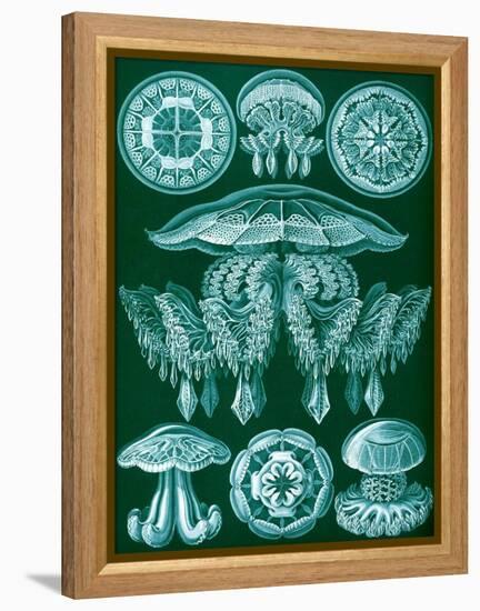 Examples of Discomedusae from 'Kunstformen Der Natur', 1899-Ernst Haeckel-Framed Premier Image Canvas
