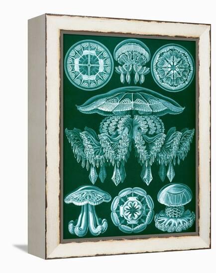 Examples of Discomedusae from 'Kunstformen Der Natur', 1899-Ernst Haeckel-Framed Premier Image Canvas
