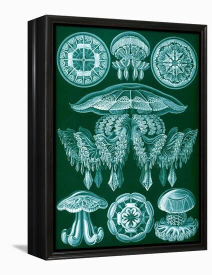 Examples of Discomedusae from 'Kunstformen Der Natur', 1899-Ernst Haeckel-Framed Premier Image Canvas