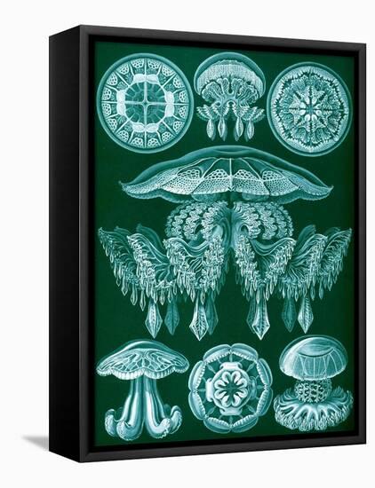 Examples of Discomedusae from 'Kunstformen Der Natur', 1899-Ernst Haeckel-Framed Premier Image Canvas