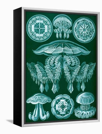 Examples of Discomedusae from 'Kunstformen Der Natur', 1899-Ernst Haeckel-Framed Premier Image Canvas