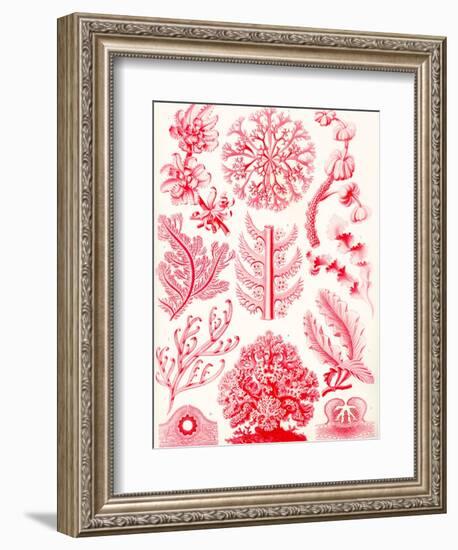 Examples of Florideae from 'Kunstformen Der Natur', 1899-Ernst Haeckel-Framed Giclee Print