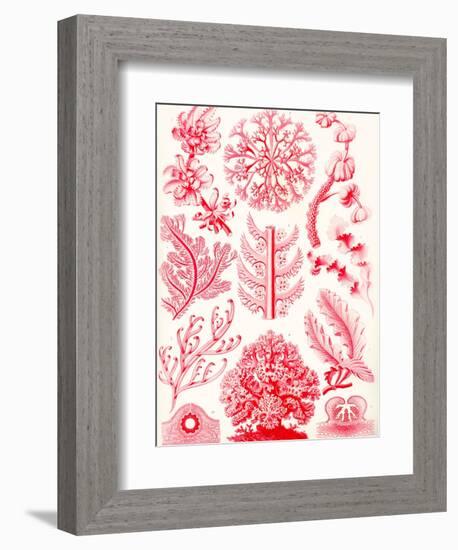 Examples of Florideae from 'Kunstformen Der Natur', 1899-Ernst Haeckel-Framed Giclee Print