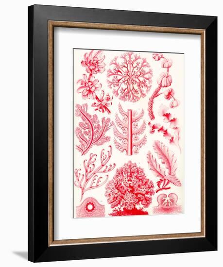 Examples of Florideae from 'Kunstformen Der Natur', 1899-Ernst Haeckel-Framed Giclee Print