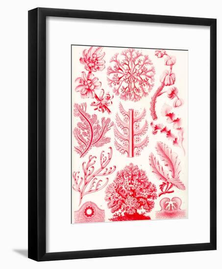 Examples of Florideae from 'Kunstformen Der Natur', 1899-Ernst Haeckel-Framed Giclee Print