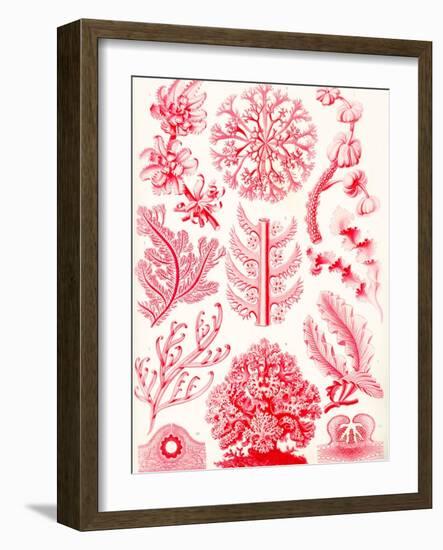 Examples of Florideae from 'Kunstformen Der Natur', 1899-Ernst Haeckel-Framed Giclee Print