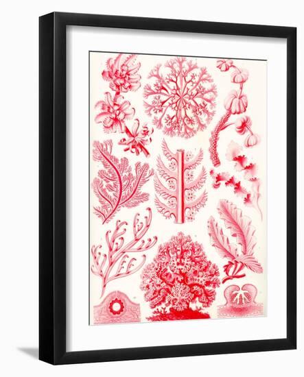 Examples of Florideae from 'Kunstformen Der Natur', 1899-Ernst Haeckel-Framed Giclee Print