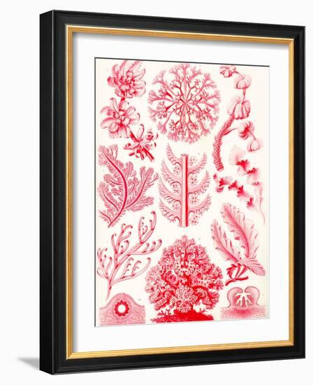 Examples of Florideae from 'Kunstformen Der Natur', 1899-Ernst Haeckel-Framed Giclee Print